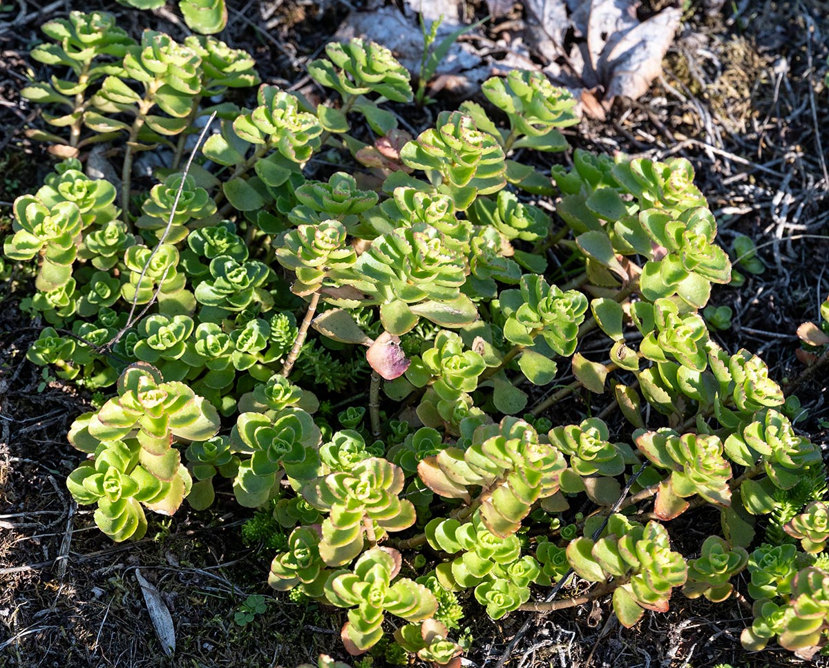 Habitus